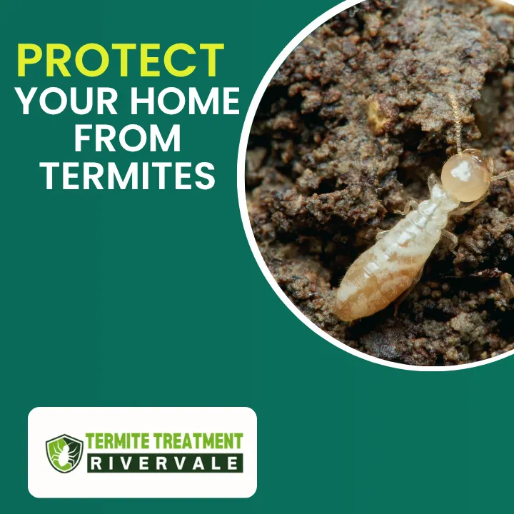 How much damage termites can cause to your home