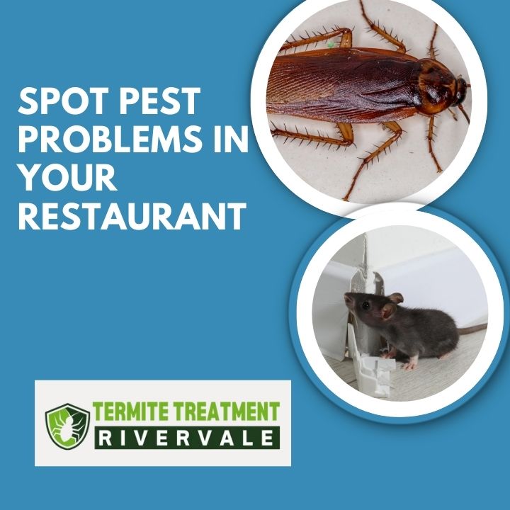 Signs of pest problems in a Perth restaurant affecting food safety