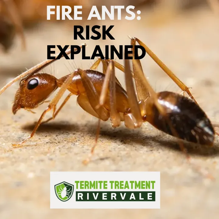Close-up of fire ants crawling on soil in Australia.