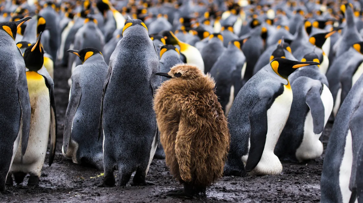 Building a Leadership Brand: How to Stand Out and Inspire Others