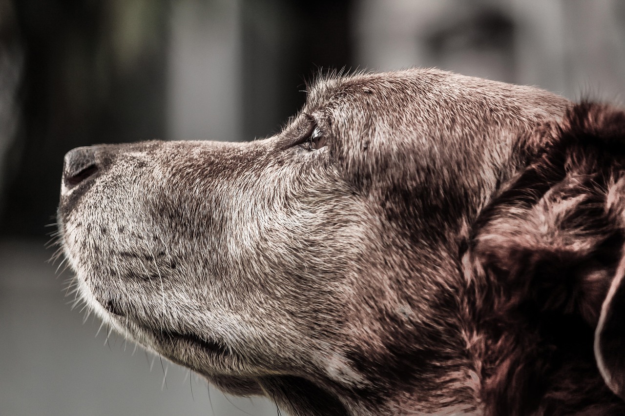Is Your Senior Dog Slowing Down? Chiropractic Care Could Add Years to Their Life!