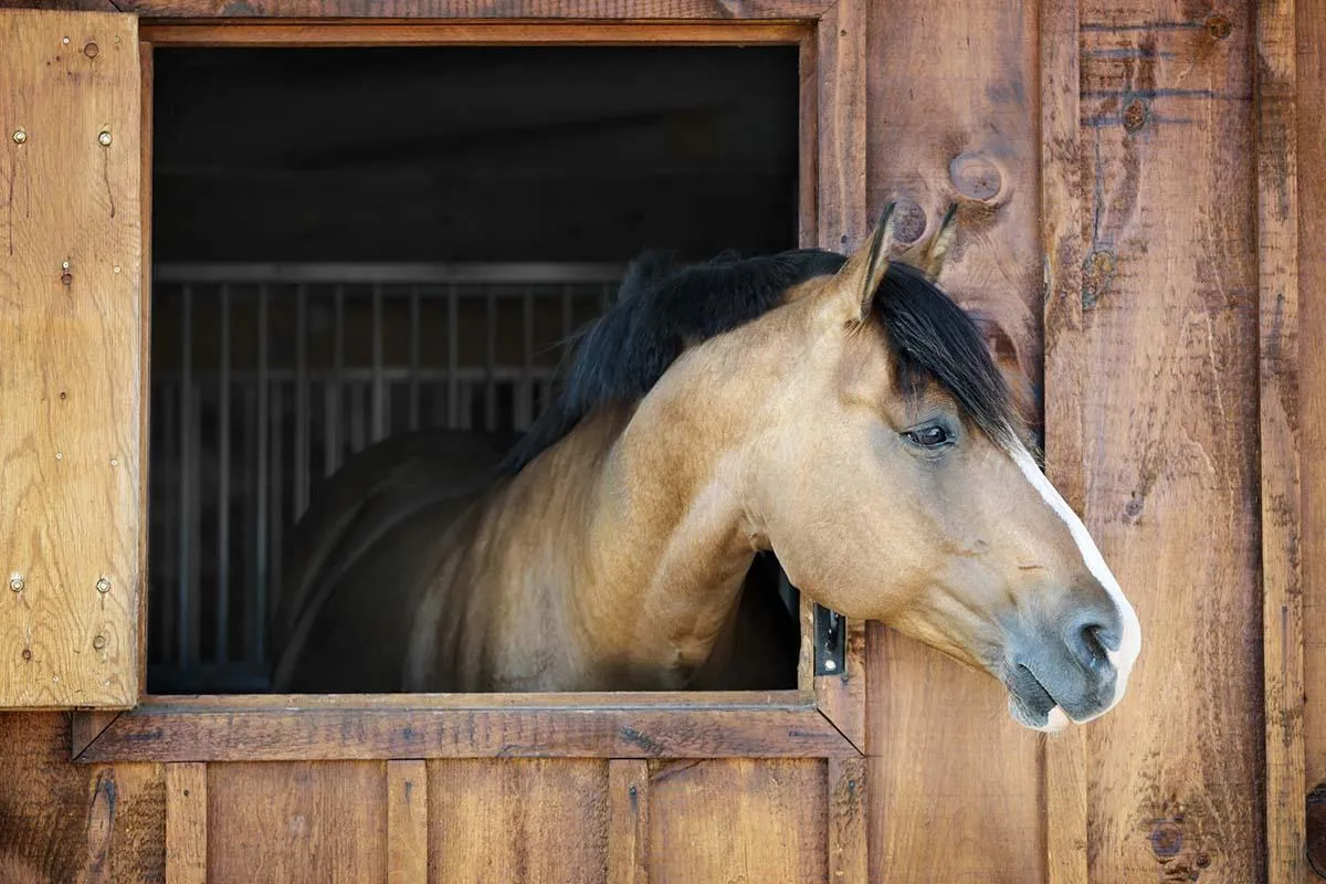 The Secret to Keeping Your Horse's Back Healthy: Why Chiropractic Care is a Must!