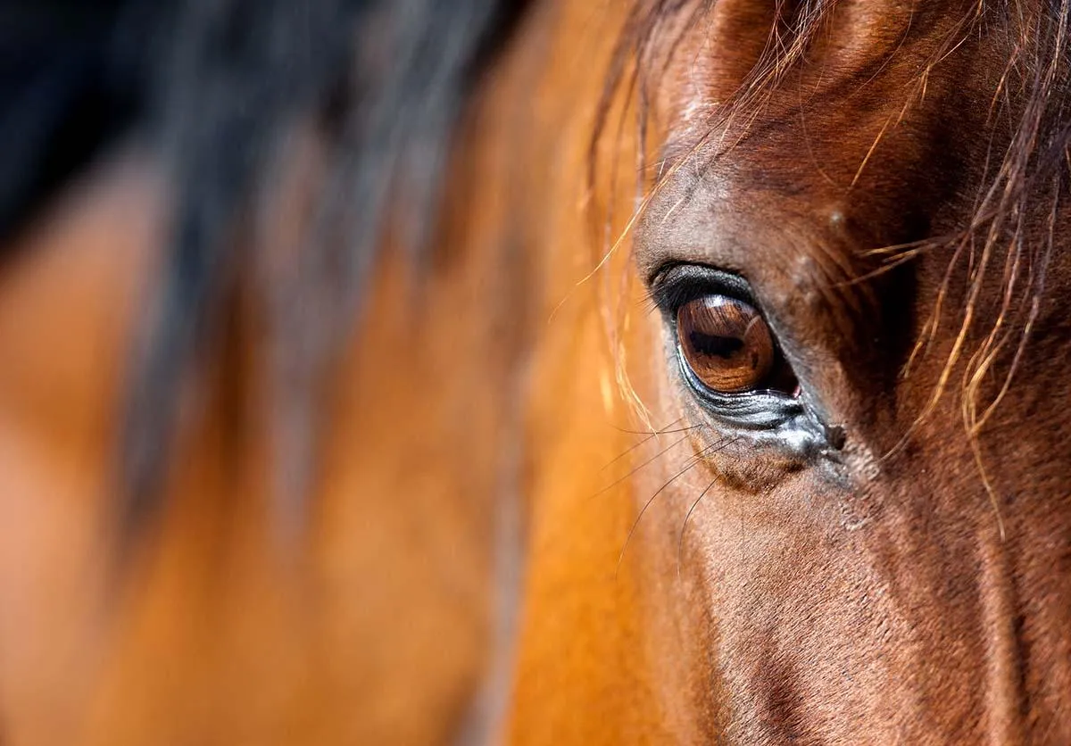 Horse Chiropractic Care in Cave Creek