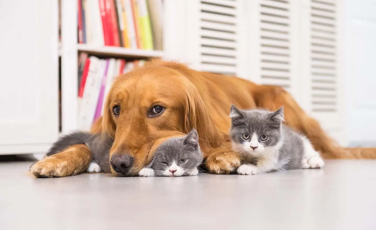 The Importance of Regular Chiropractic Adjustments on Your Animals