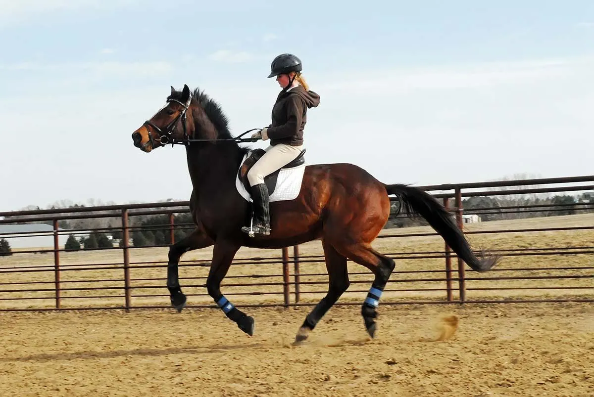 The Impact of Rider Posture on Horse Health