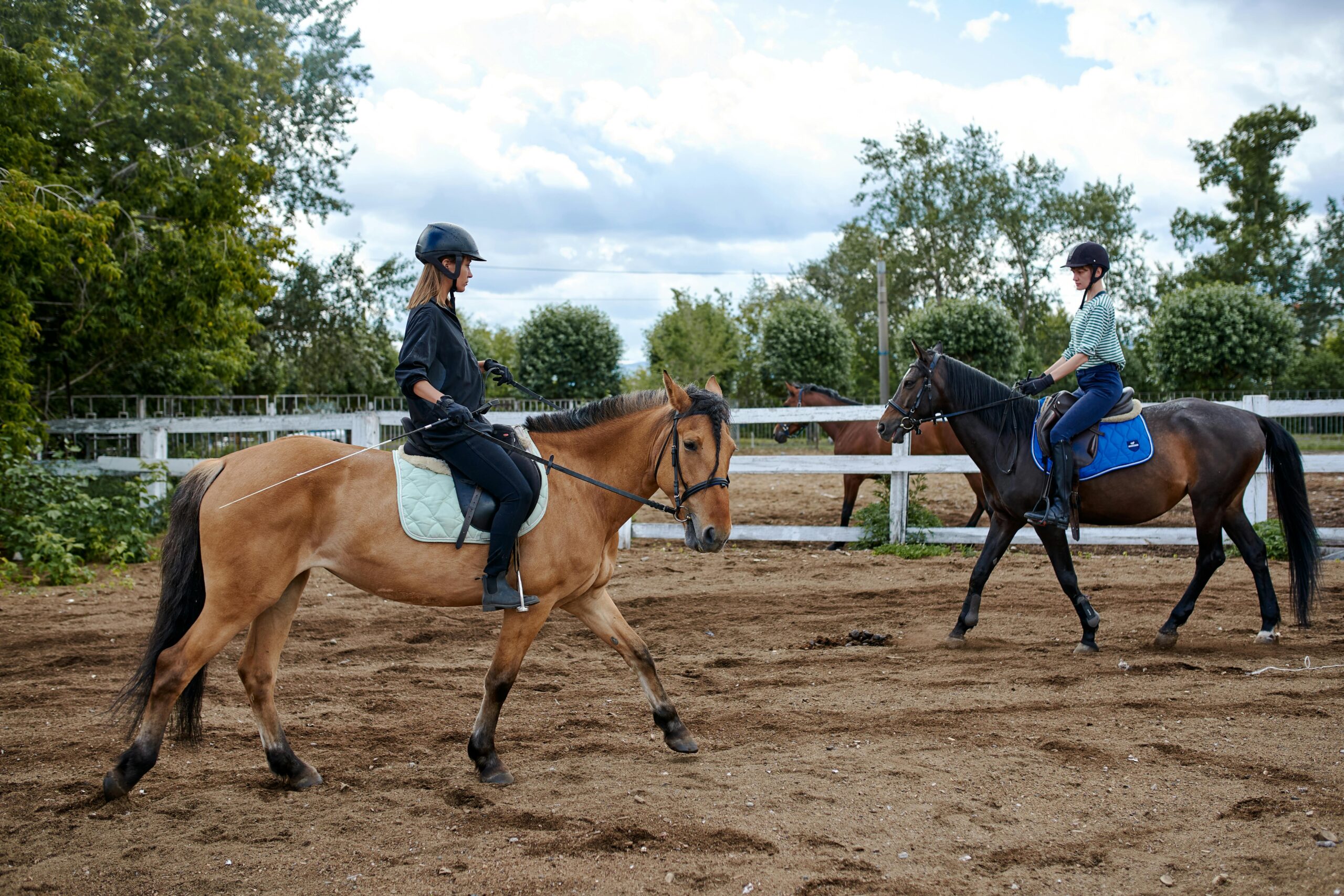 Preventing Common Equine Injuries: Chiropractic Insights for Horse Owners