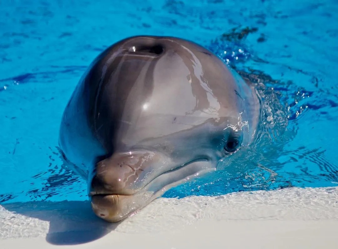 The Secret Of Dolphin Communication