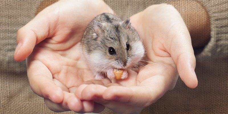 A hamster in someones hands eating a treat