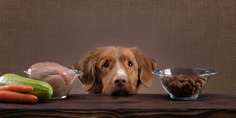 How Long Does It Take a Dog to Digest Food? Complete Guide + Warning Signs