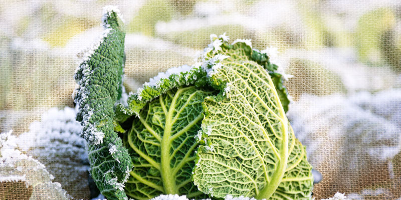 12 Winter Vegetables You Can Grow Right Now (Even in Cold Climates)