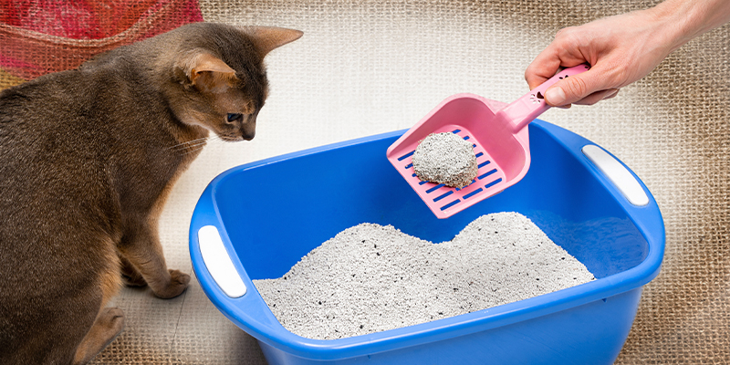 The Complete Guide to Cat Litter: Types, Problems Solved & How to Choose