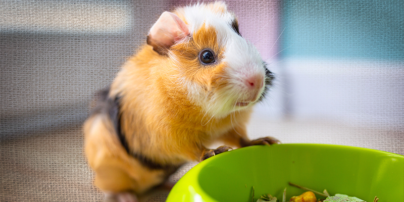 Small Pet Food Guide