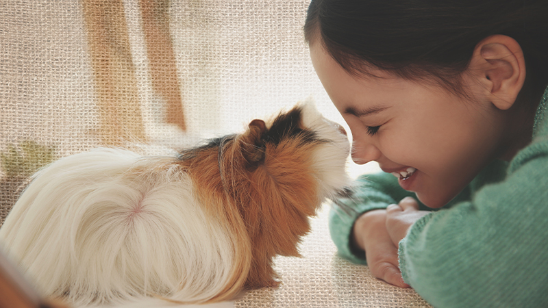 Complete Guinea Pig Care Guide: Setup, Nutrition & Everything First-Time Owners Need