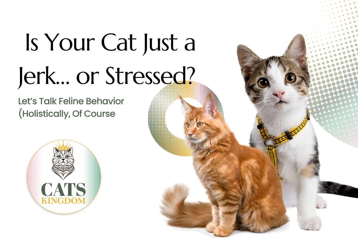 Is Your Cat Just a Jerk… or Stressed? Let’s Talk Feline Behavior (Holistically, Of Course
