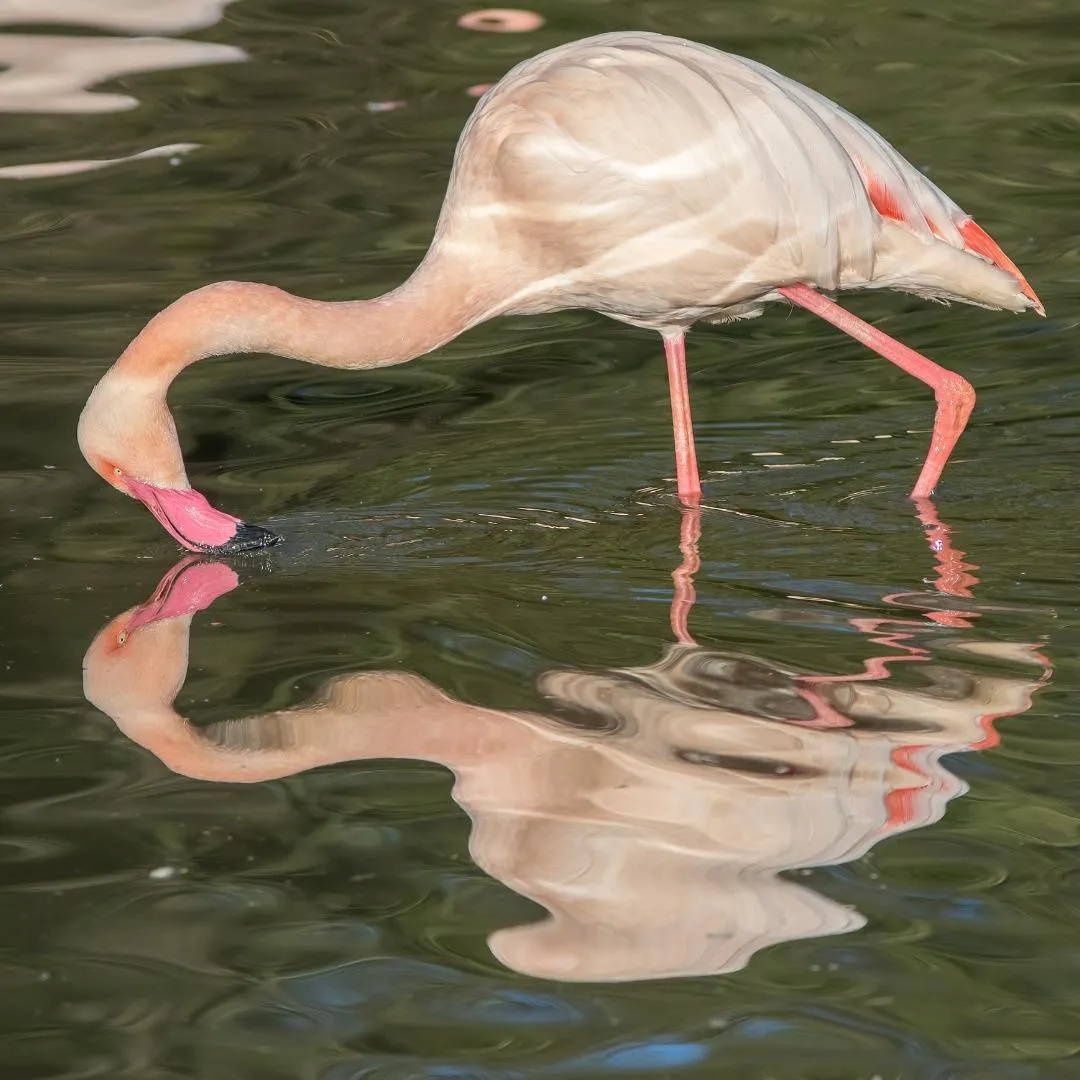 Narcissistic Ex Swan Looking in Water