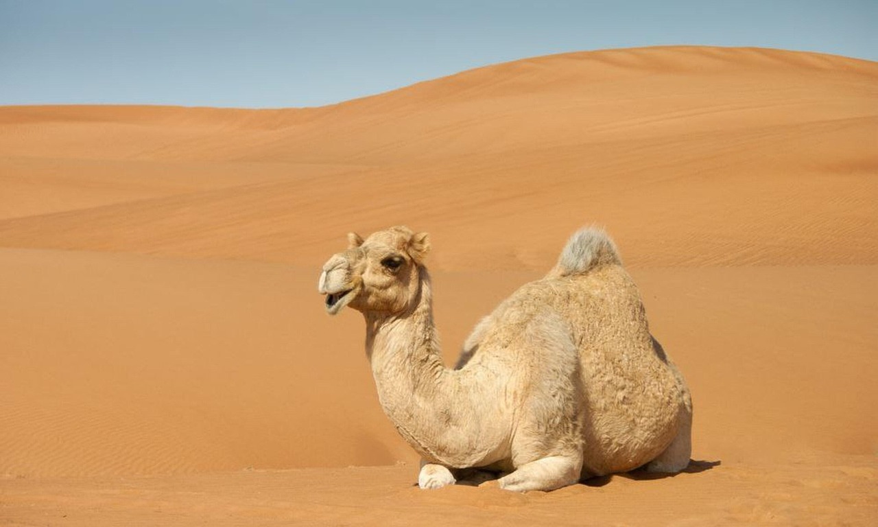 Camel from Pixabay by stofinho