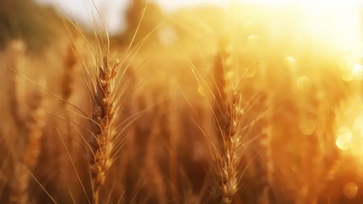 At Pentecost: A Covenant Renewed and a Bride Empowered