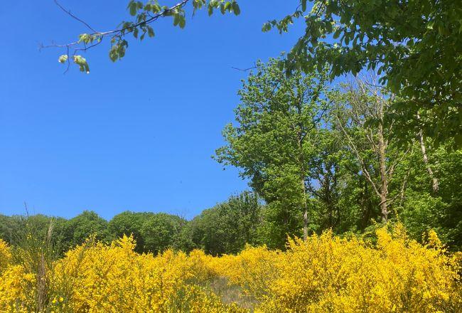 Champ de genêts en fleur dans les Ardennes belges, paysage apaisant et ressourçant pour un séjour de jeûne et randonnée en pleine nature.