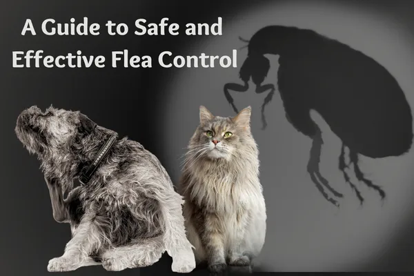 A Guide to Safe and  Effective Flea Control