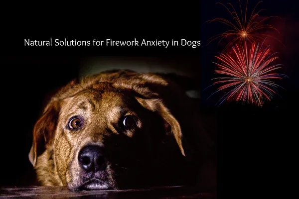 Natural Solutions for Firework Anxiety in Dogs