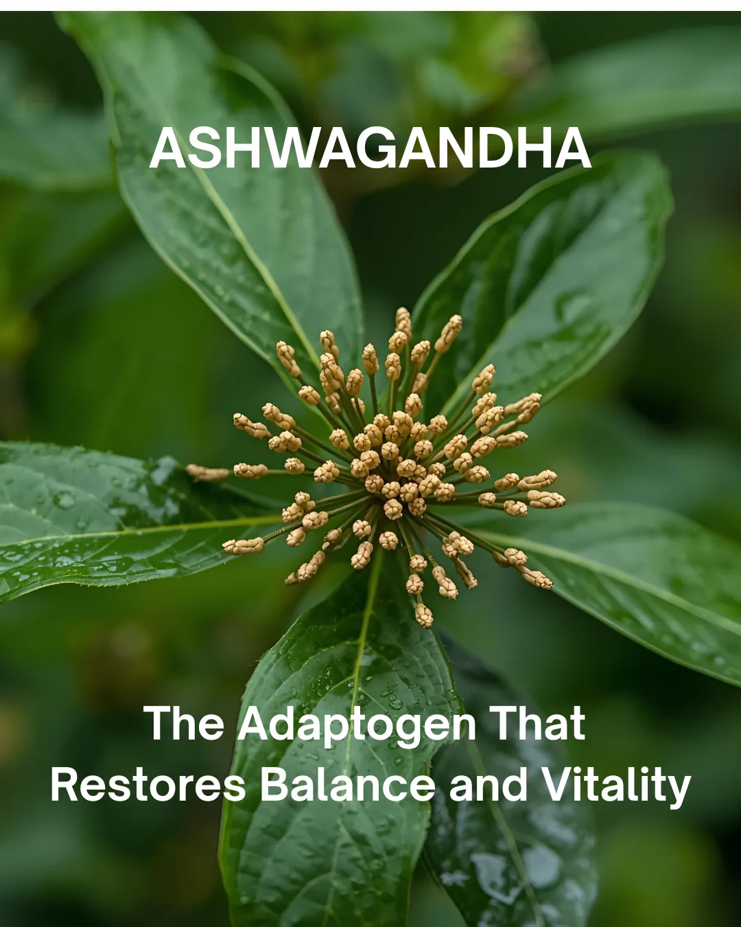 Ashwagandha: The Adaptogen That Restores Balance and Vitality