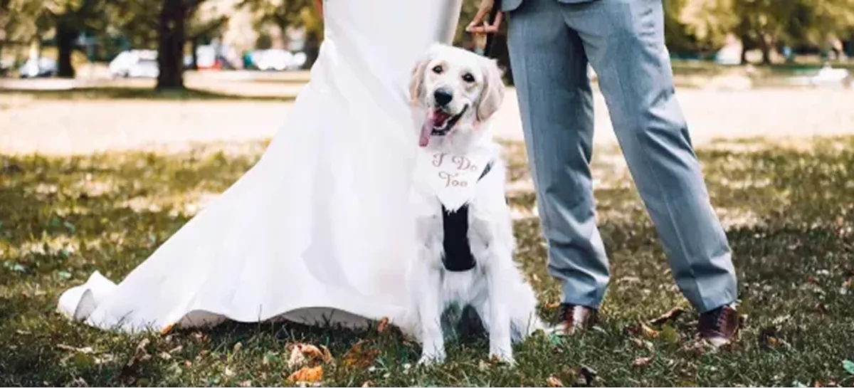 Dogs in Weddings image