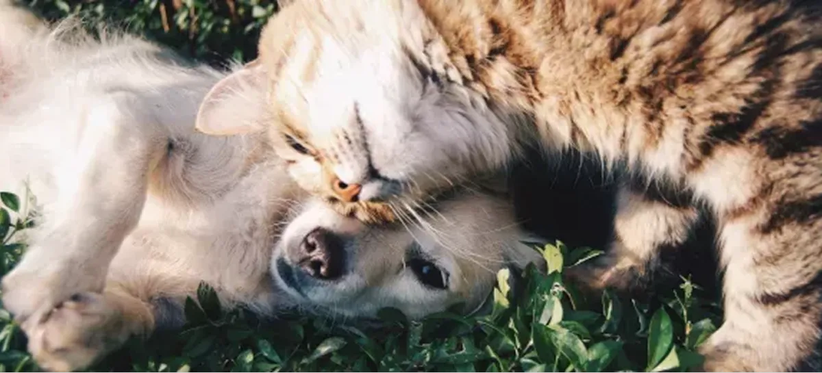 Pet Foster Care image