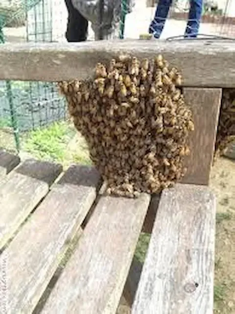 Live Honey Bee Swarm Removal in Beloit WI Trees and Walls