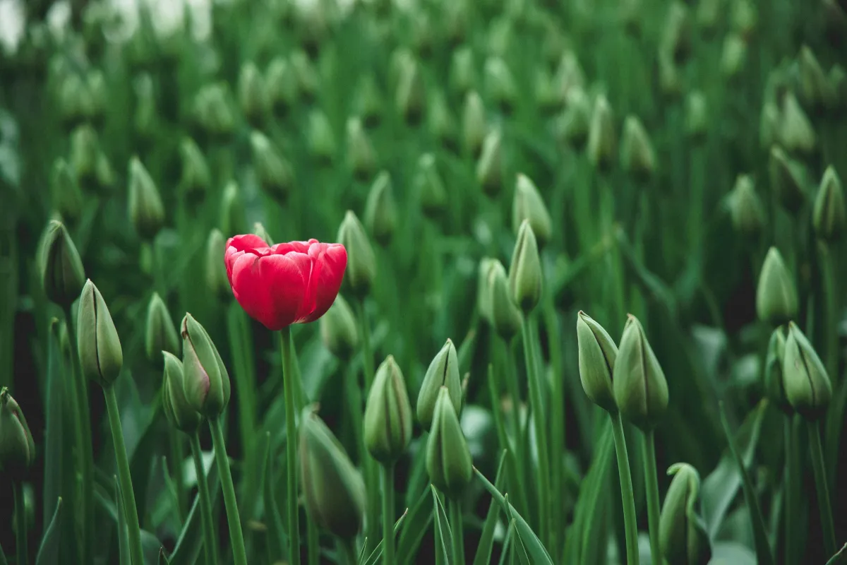 single red tulip in field of green