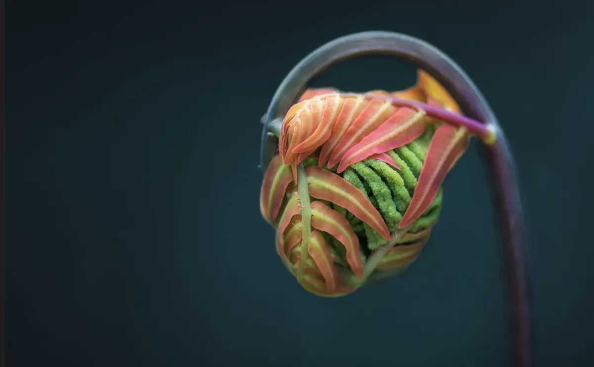 unfolding bud