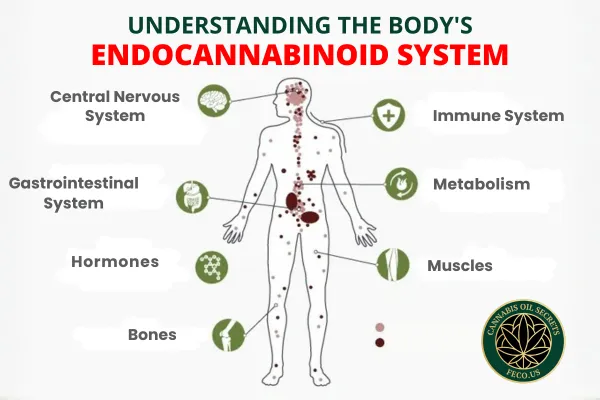 Graphic showing a visual representation of the Endocannabinoid System
