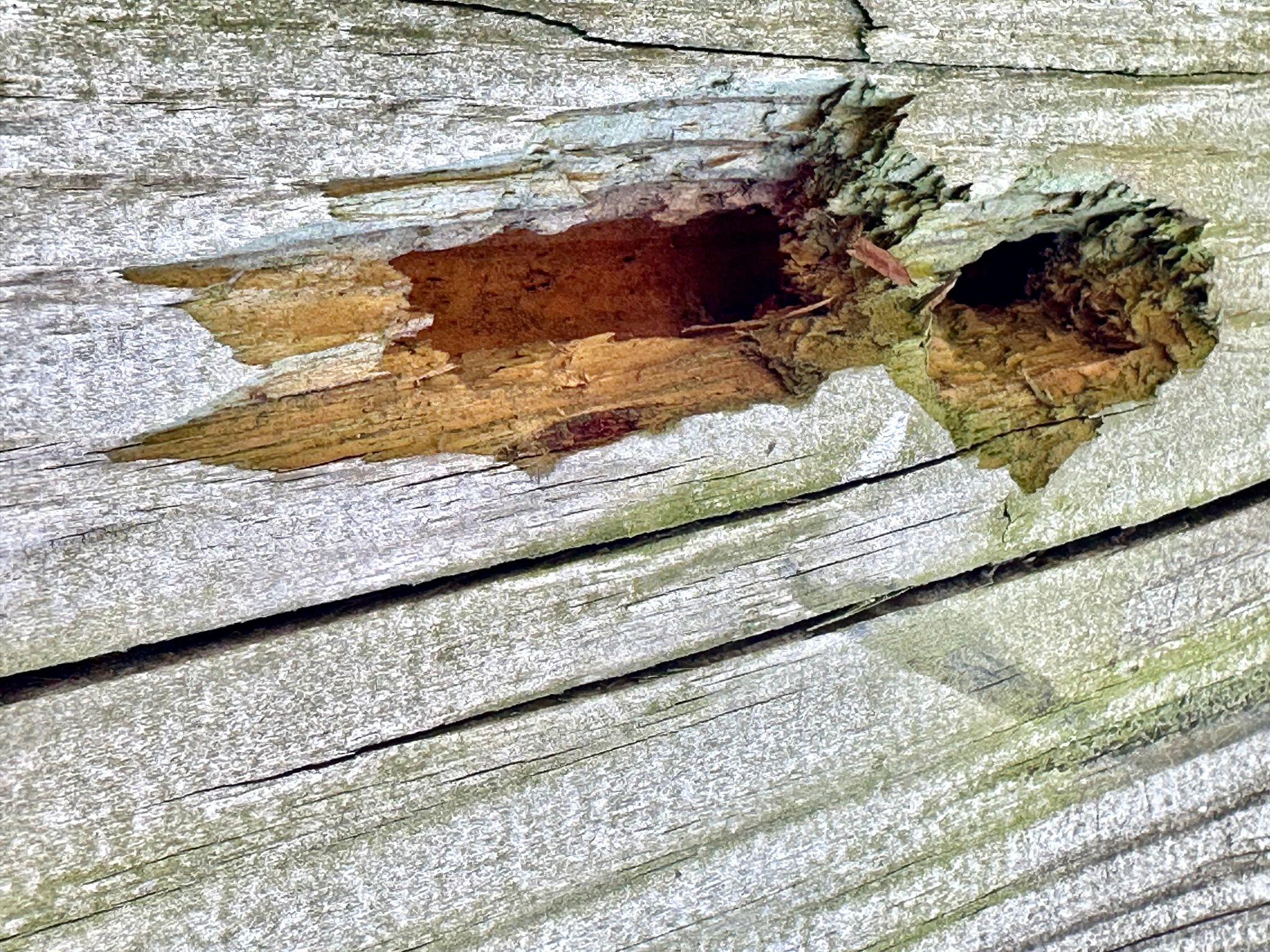 Why Woodpecker Damage to Siding Becomes a Problem in the Quad Cities Every Spring