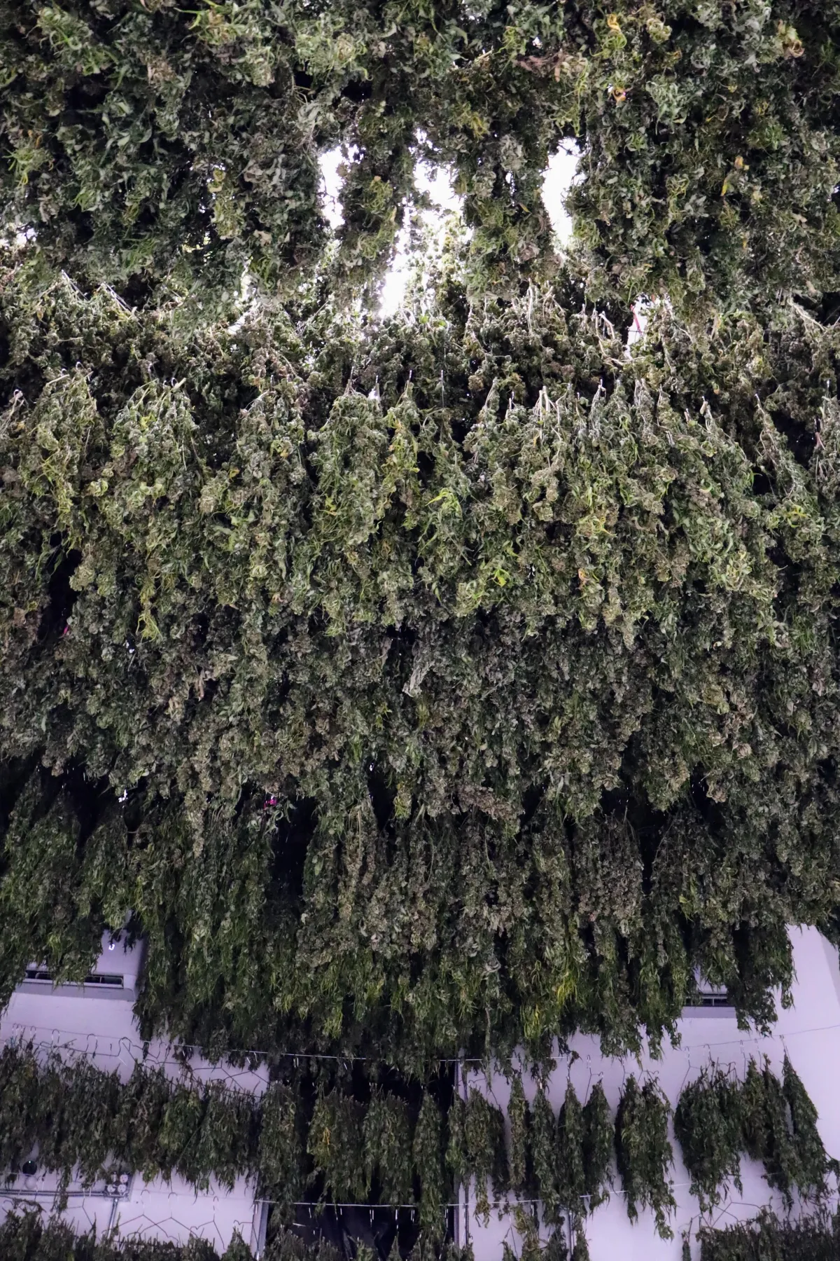 Curing Process