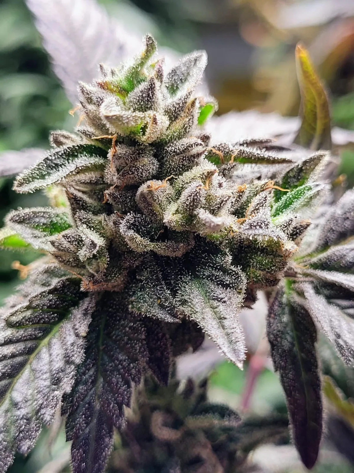 TF Cannabis Processing License