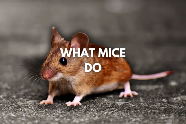 What Mice Do | A Poetic Reflection