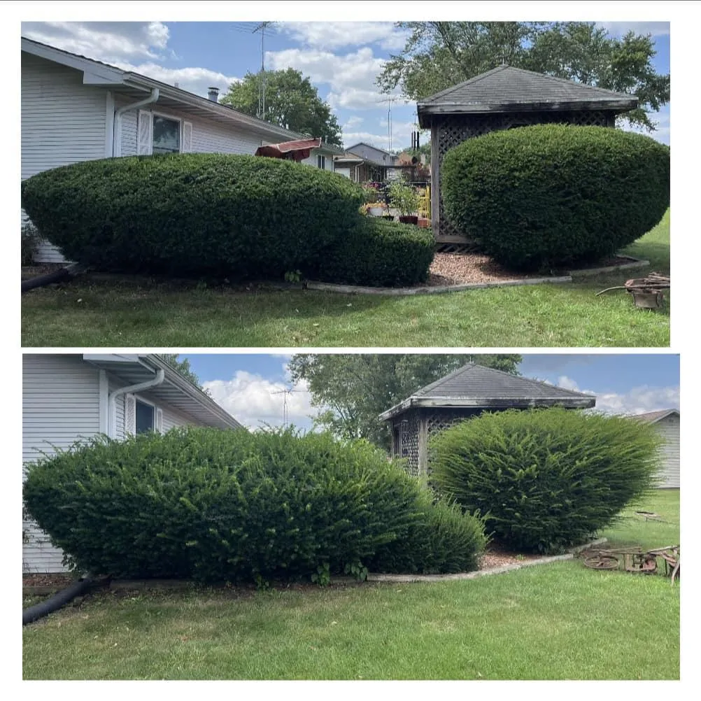 Hedge Trimming