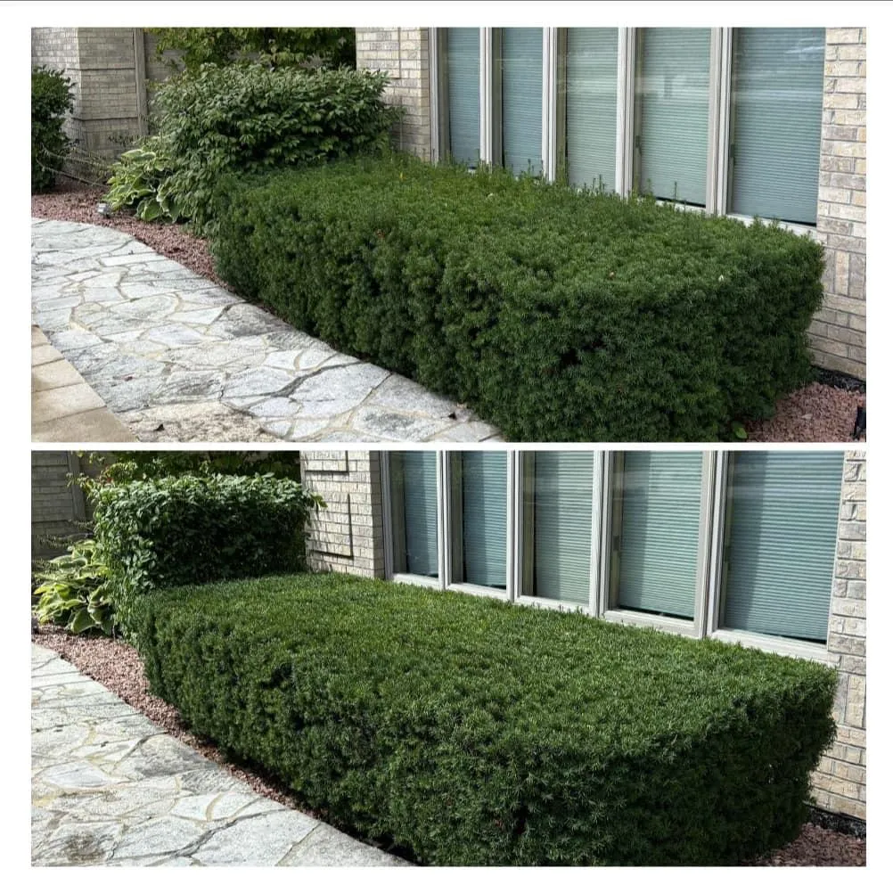 Hedge Trimming