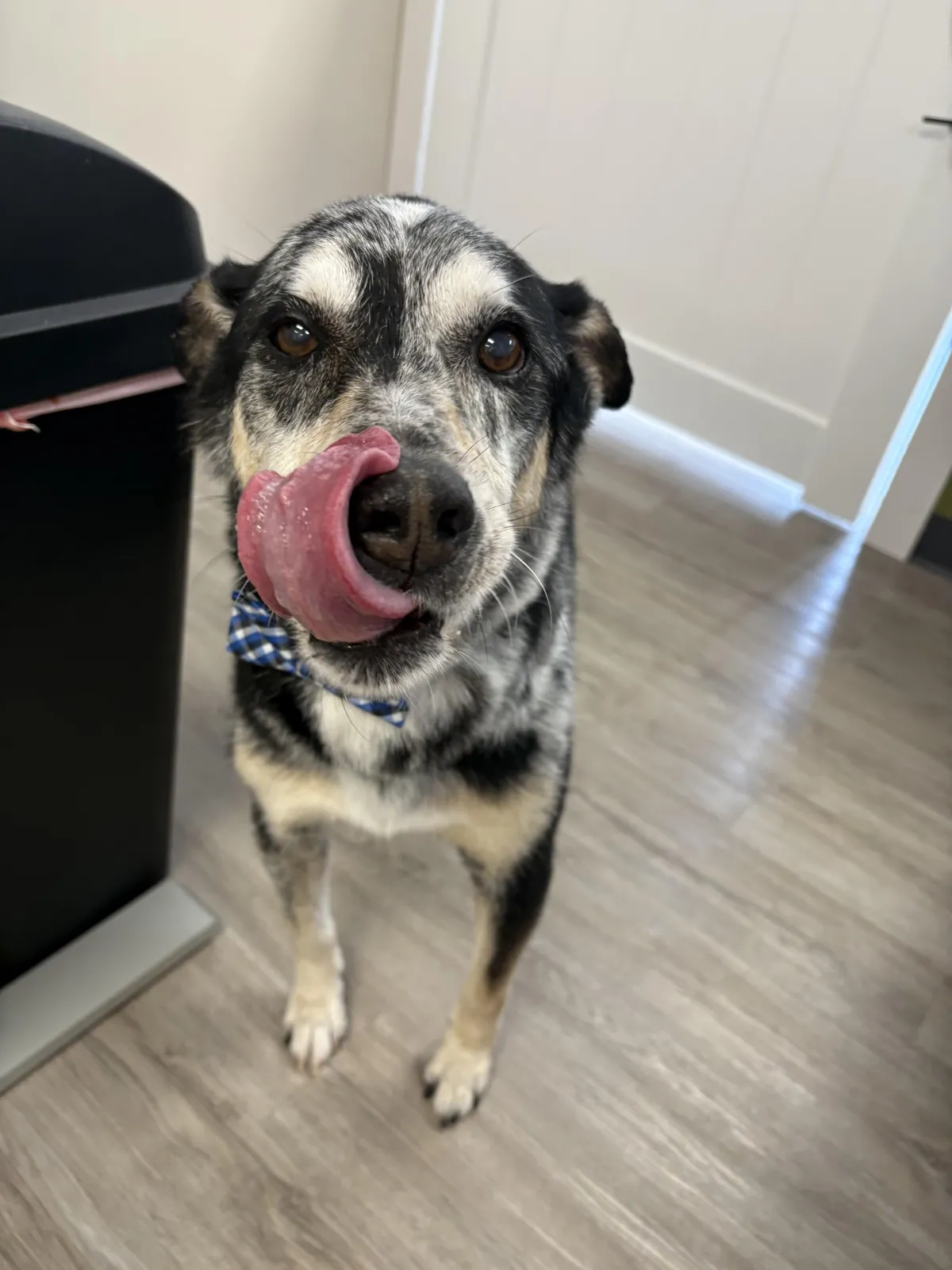 Why Short-Haired Dogs Need Professional Grooming: Insights from Dogology Grooming in Ann Arbor