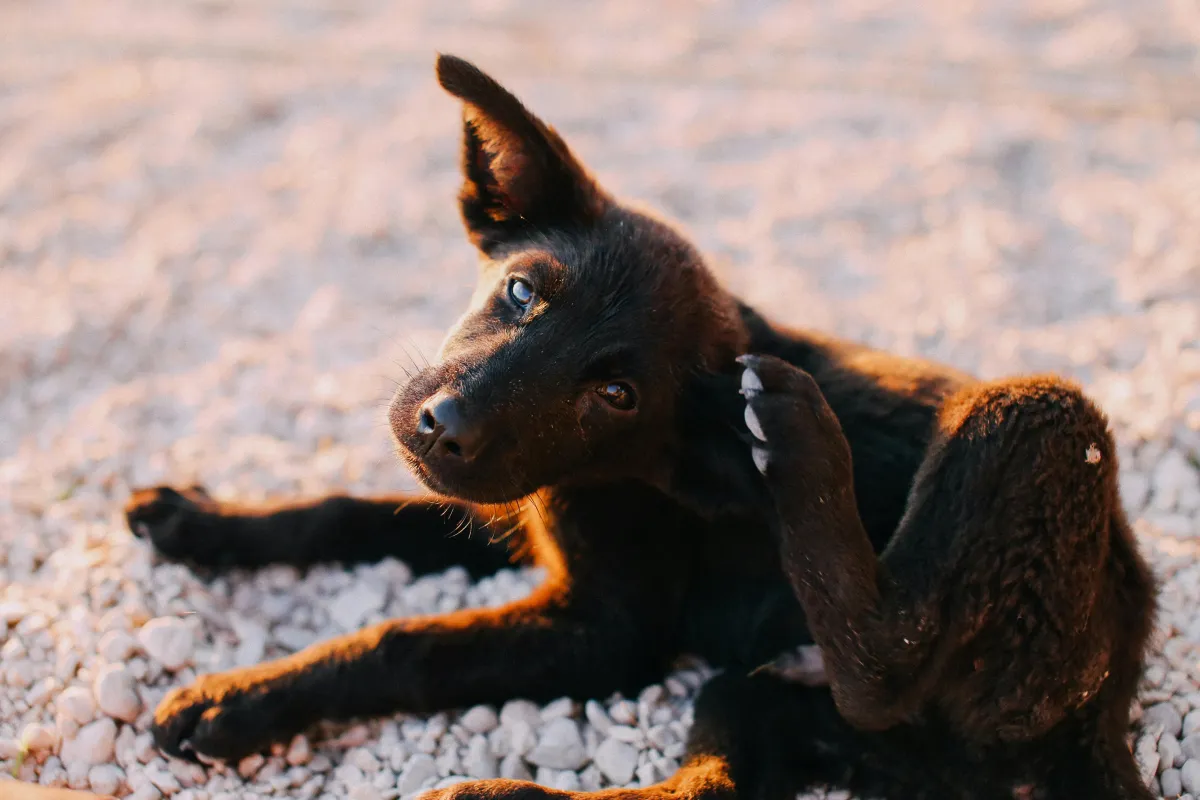 Flea Control for Dogs: Tips From Dogology Grooming in Ann Arbor, MI
