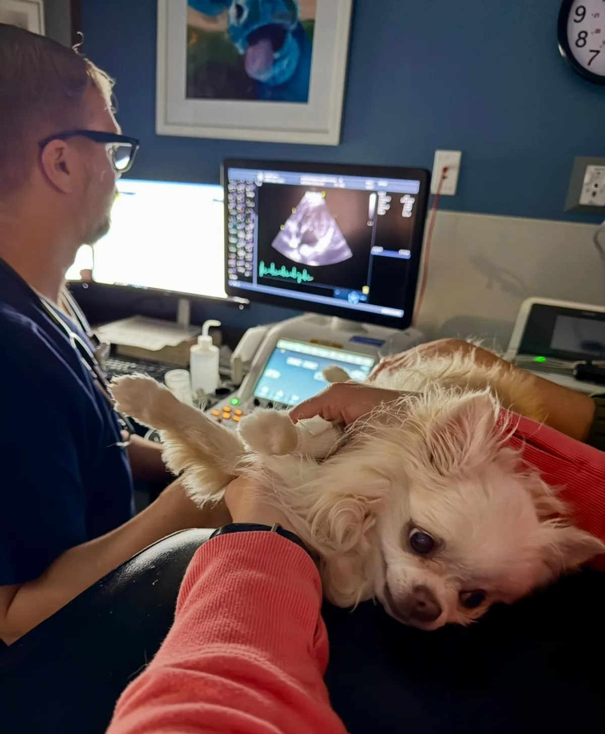 Gizmo’s Heartwarming Miracle ❤️‍🩹