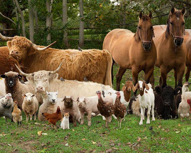Farmyard animals all together