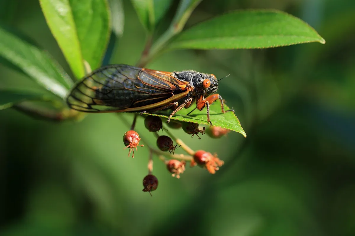 Cicada on tree