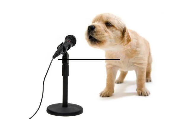 Can Everybody Sing?