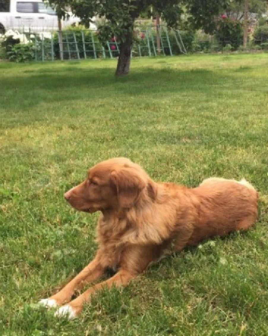 Let’s Talk Calmness: Part 1-Rewarding Calm