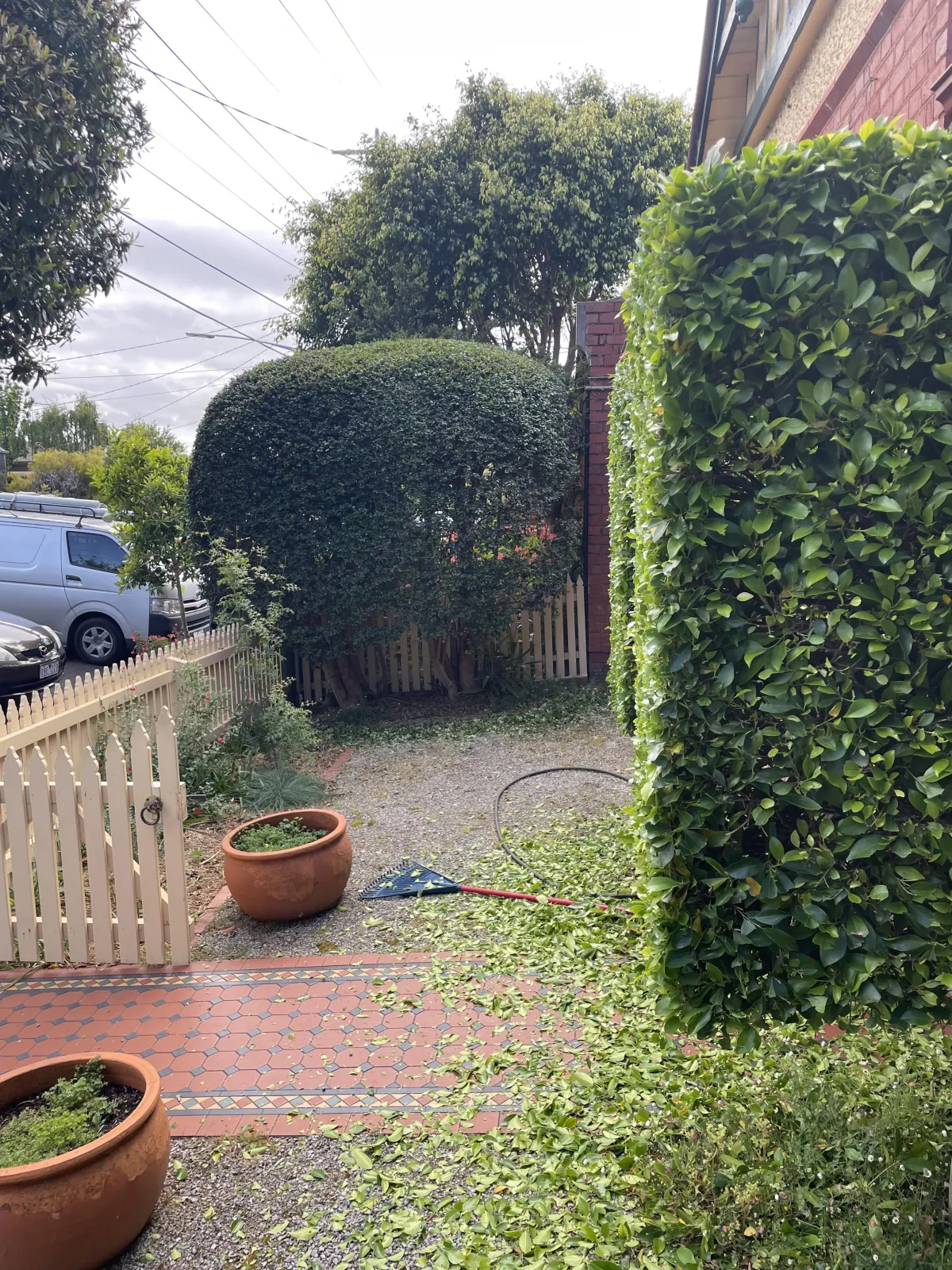 hedge trimming Balwyn garden clean up