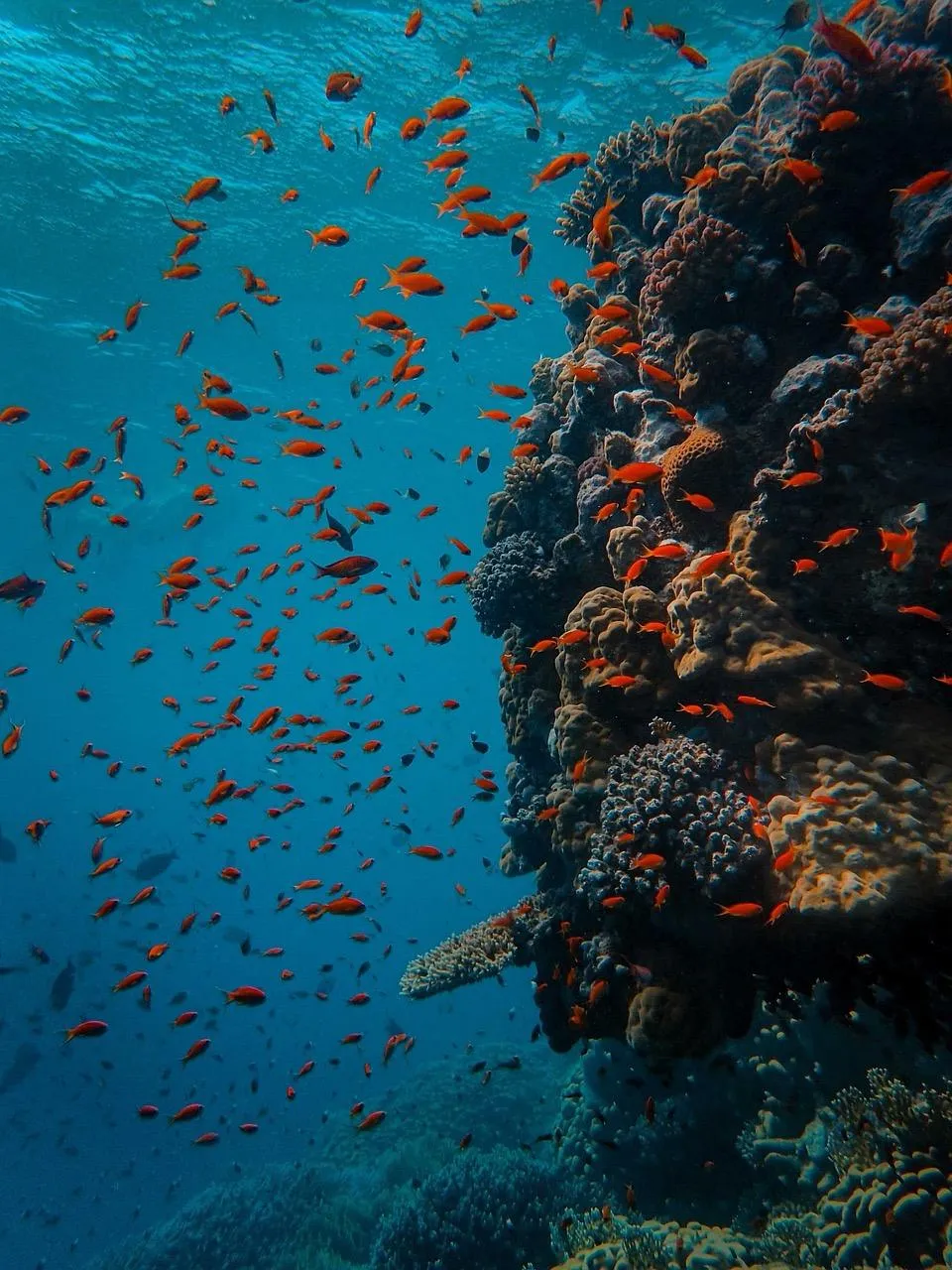 diving in Egypt with kite reizen