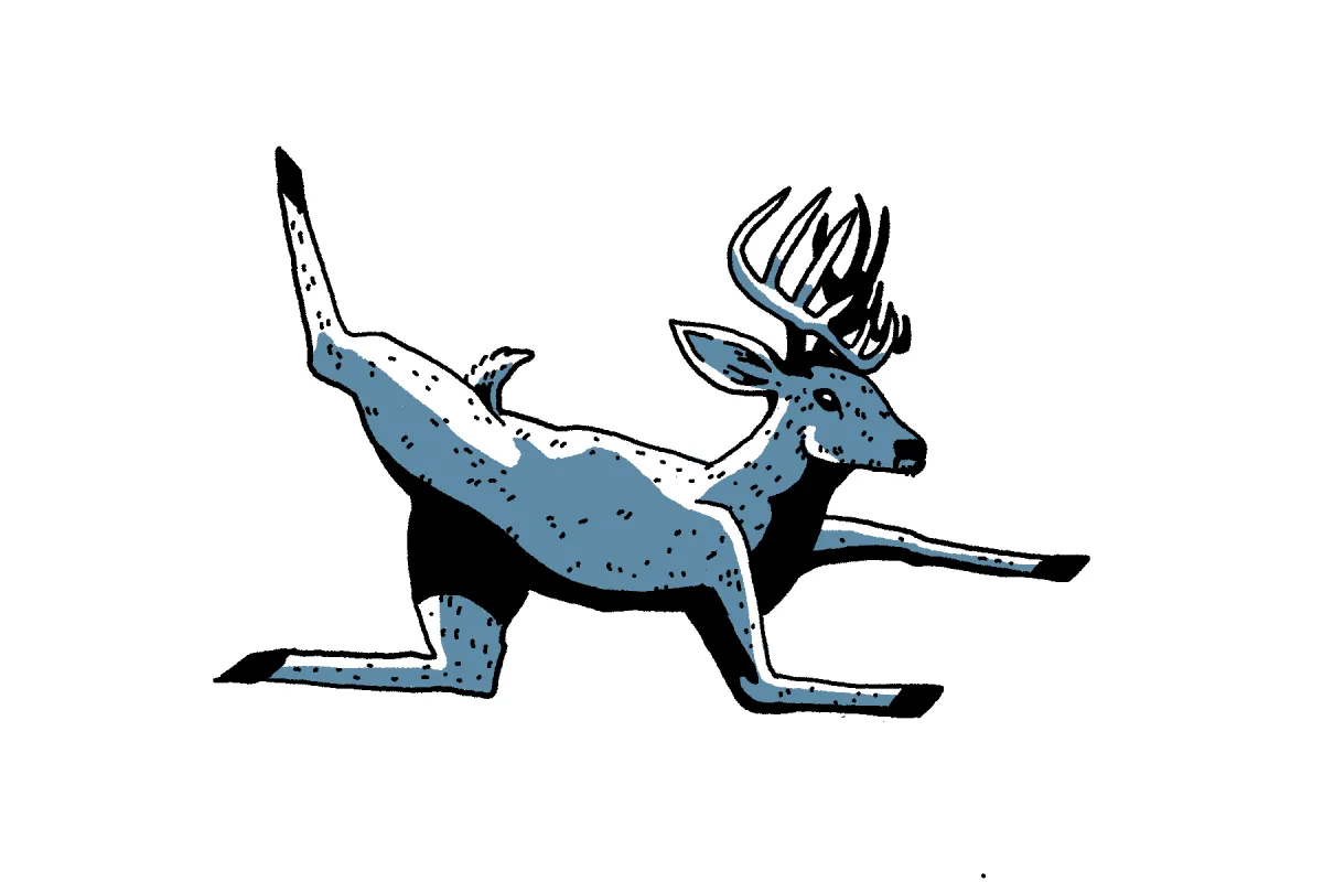 A drawing of a Buck doing bird dog pose. Pilates.