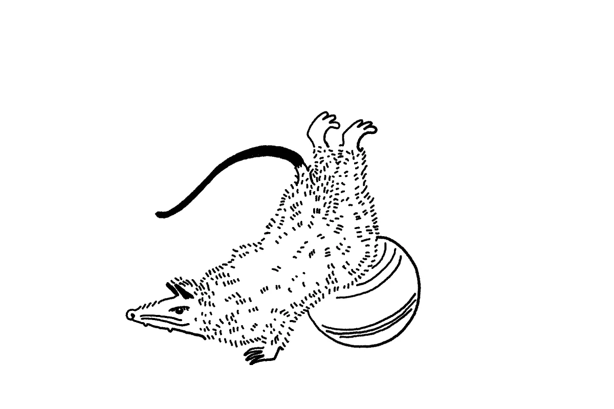 A blue drawing of an opposum in an inversion with the support of a large gym ball