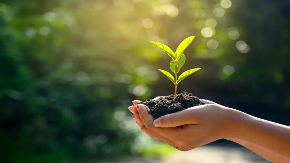 Green Living in Birmingham: Top Eco-Friendly Homes and Sustainable Developments