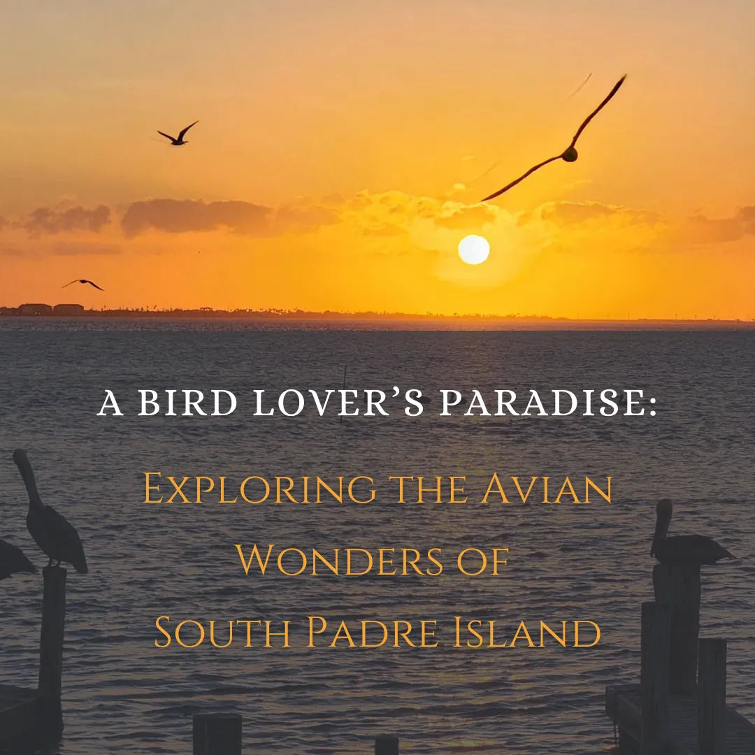A Bird Lover’s Paradise: Exploring the Avian Wonders of South Padre Island